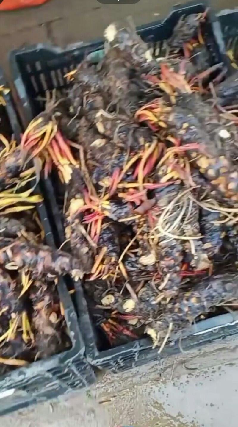 睡莲种根有白色，黄色，红色现货