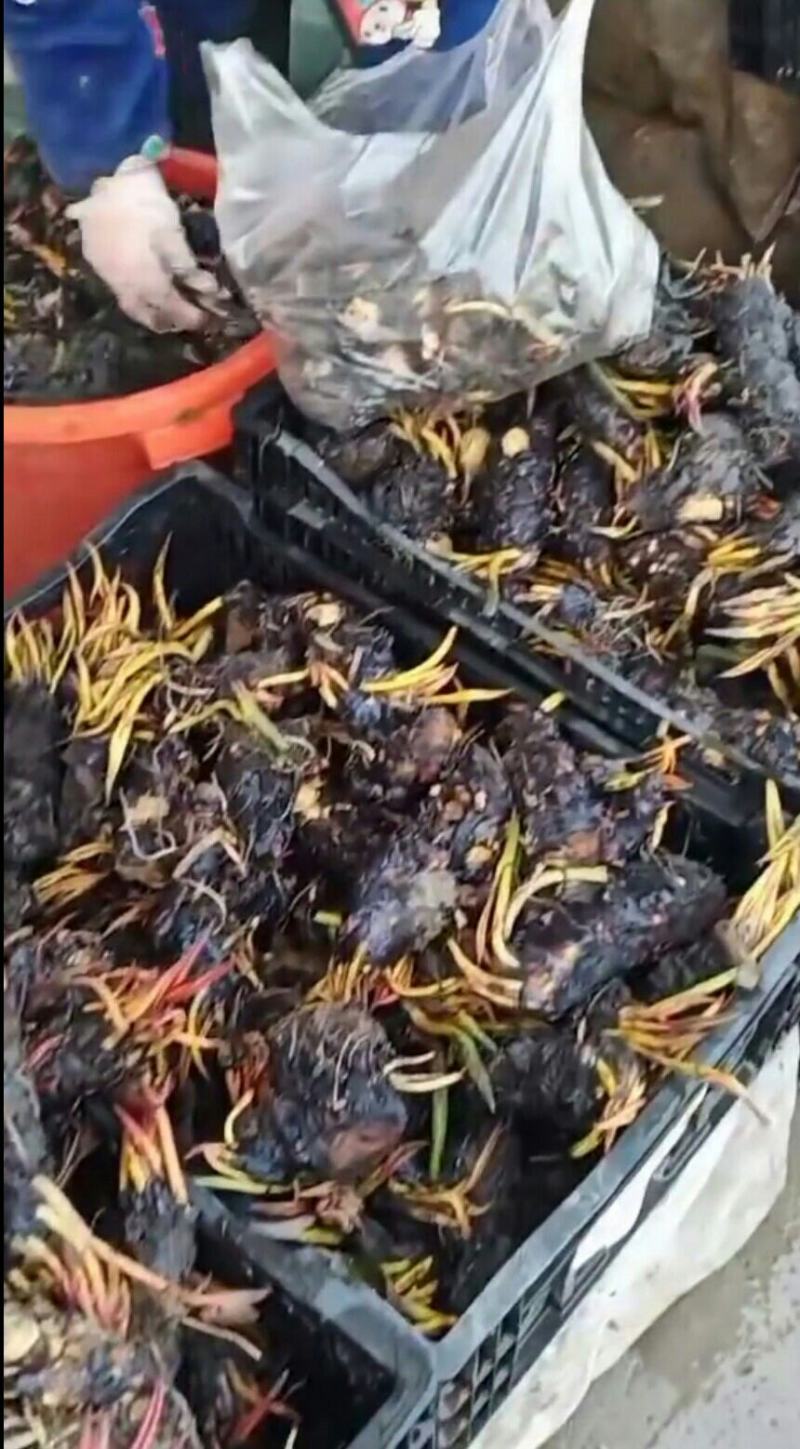 睡莲种根有白色，黄色，红色现货