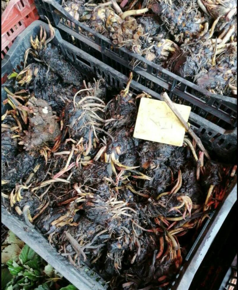睡莲种根有白色，黄色，红色现货