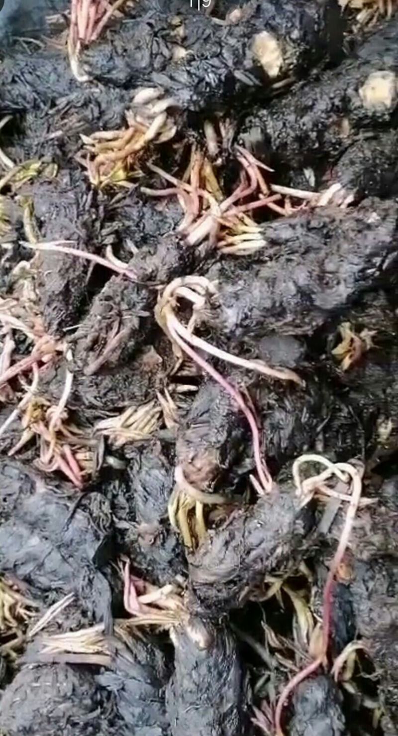 睡莲种根有白色，黄色，红色现货