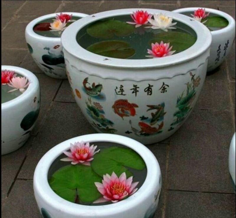 睡莲种根有白色，黄色，红色现货