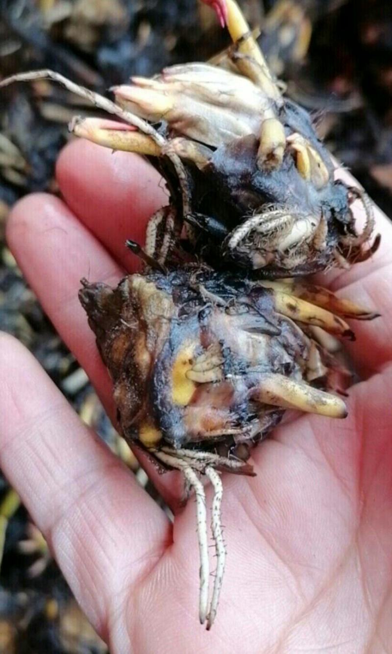 睡莲种根有白色，黄色，红色现货