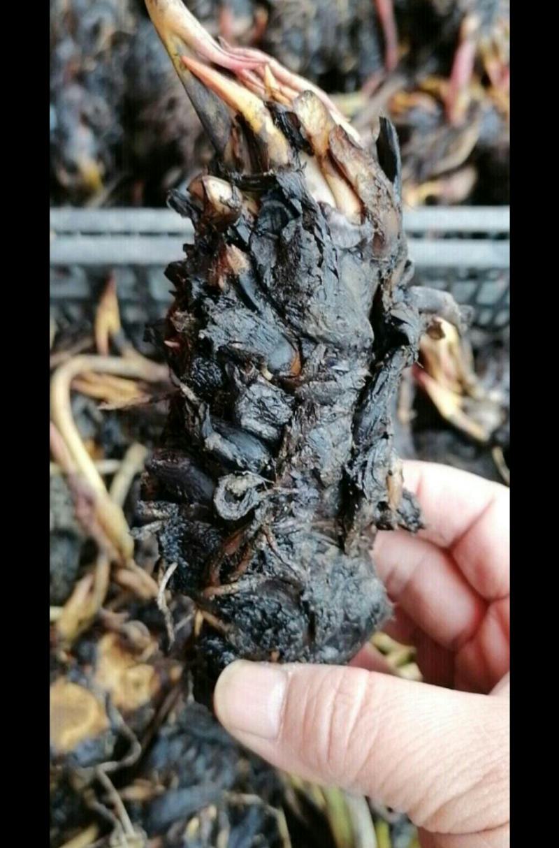 睡莲种根有白色，黄色，红色现货