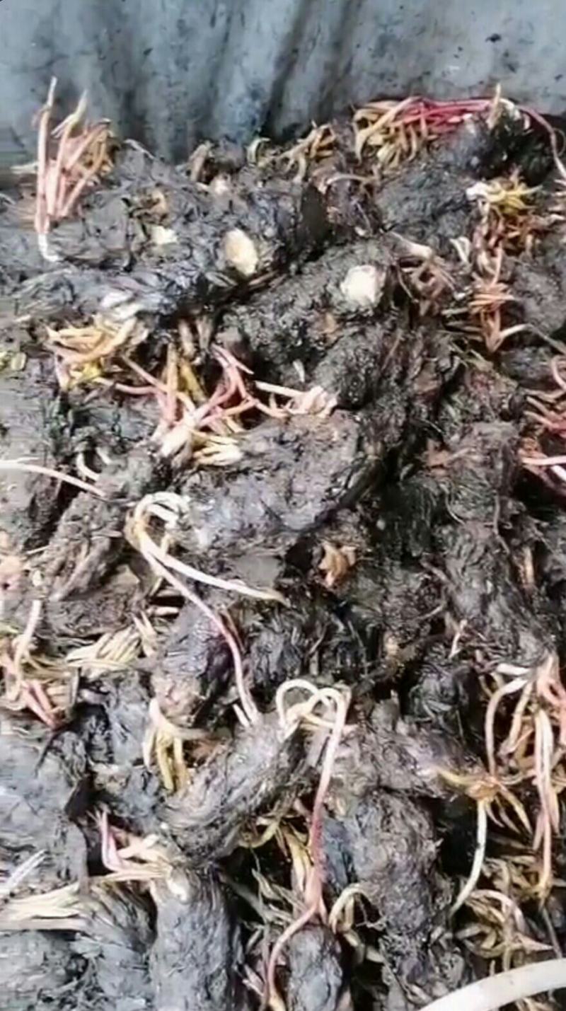 睡莲种根有白色，黄色，红色现货