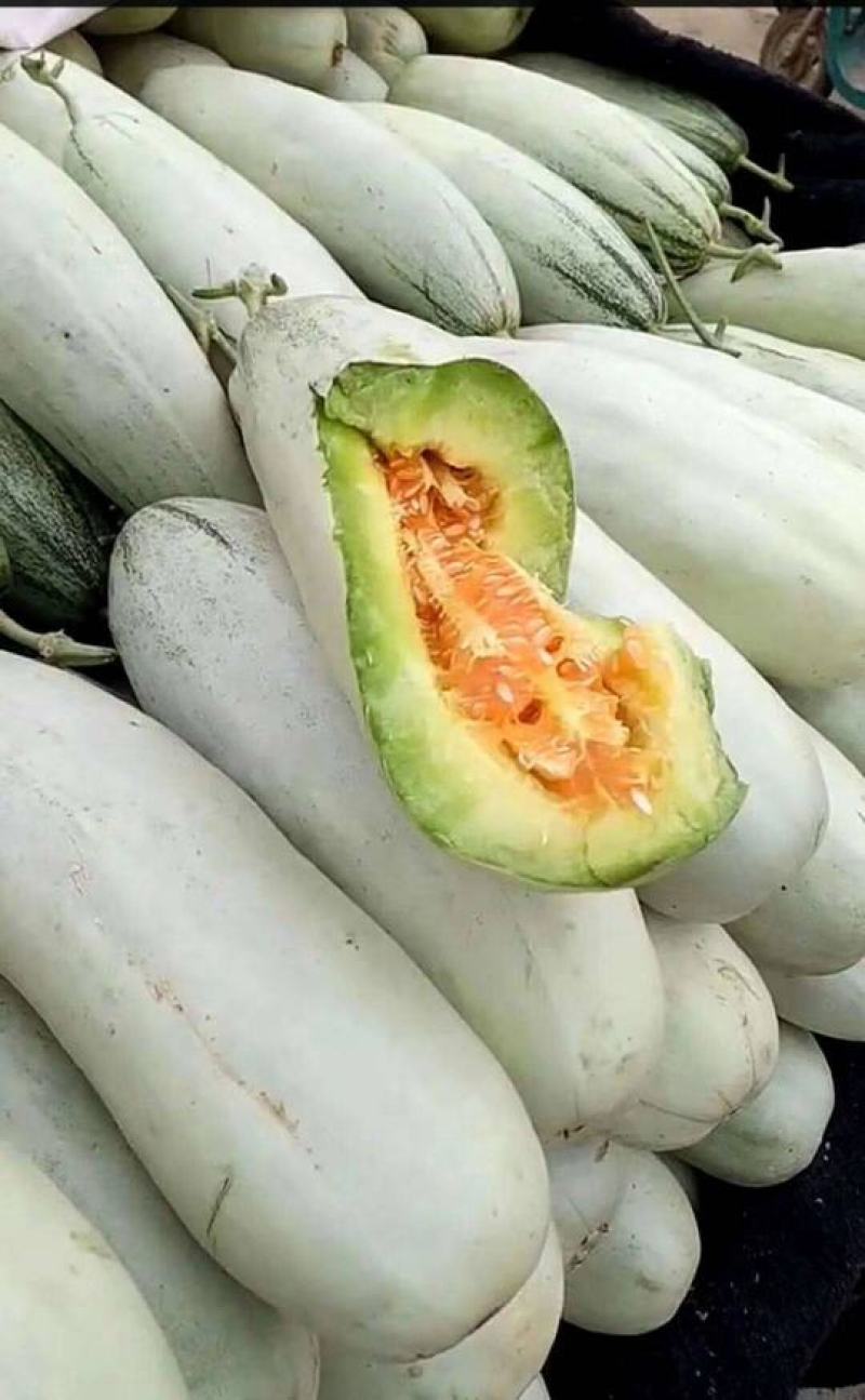 【牛商推荐】山东甜瓜莘县博洋61甜瓜产地直发一手货源