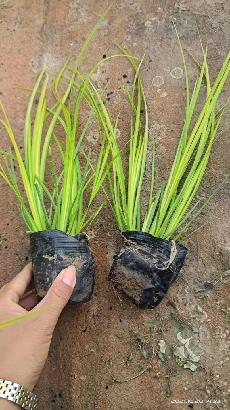 金叶石菖蒲可视频看货常年供货诚信经营量大从优一手