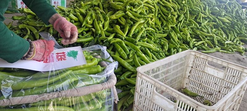 【鲜辣椒】精品尖椒黄皮尖椒供应各大市场电商商超