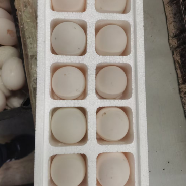 盒装蛋