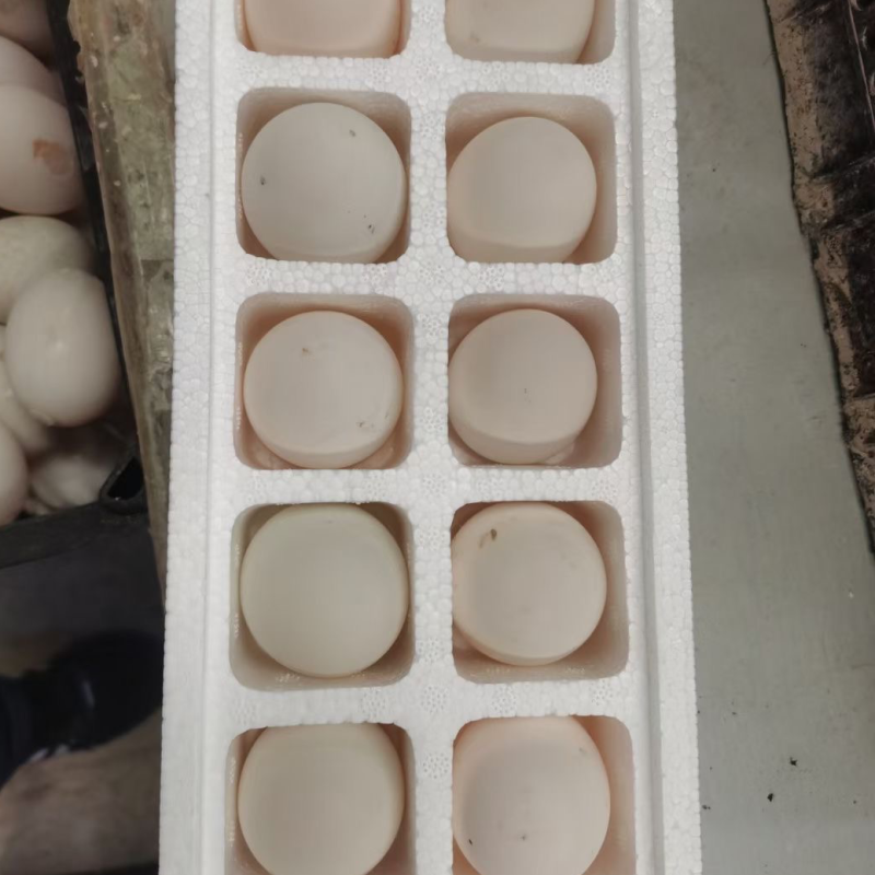 盒装蛋