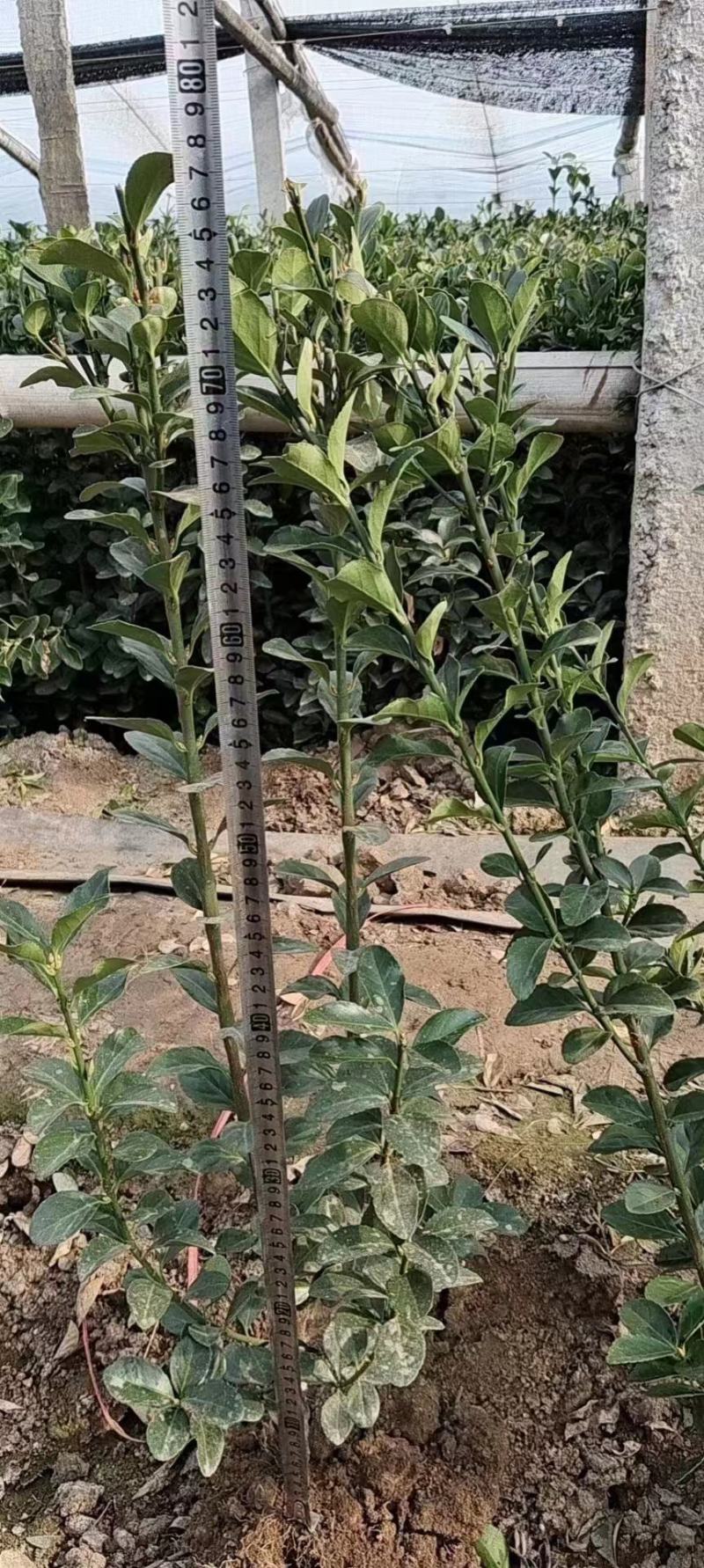 大叶黄杨