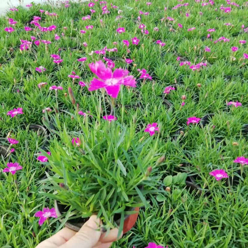 地被草花欧石竹