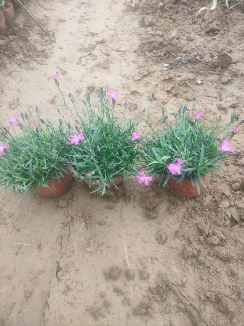 地被草花欧石竹