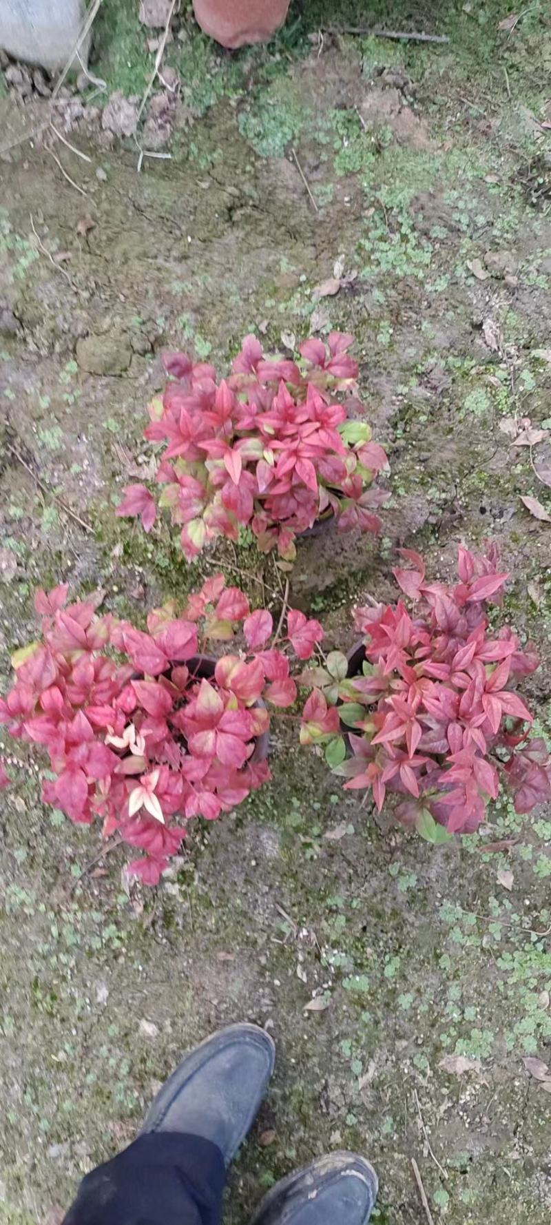 火焰南天竹
