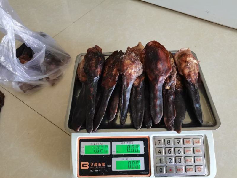 吉林双阳鹿场梅花鹿干鹿尾鲜鹿尾一手货源大量批发