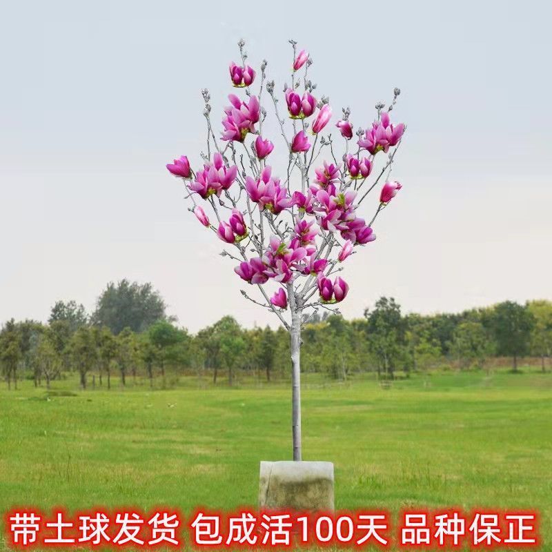 红玉兰花树花树苗庭院农家小院别墅红玉兰玉兰树苗耐寒耐冻