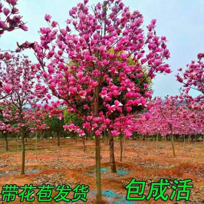 红玉兰花树花树苗庭院农家小院别墅红玉兰玉兰树苗耐寒耐冻