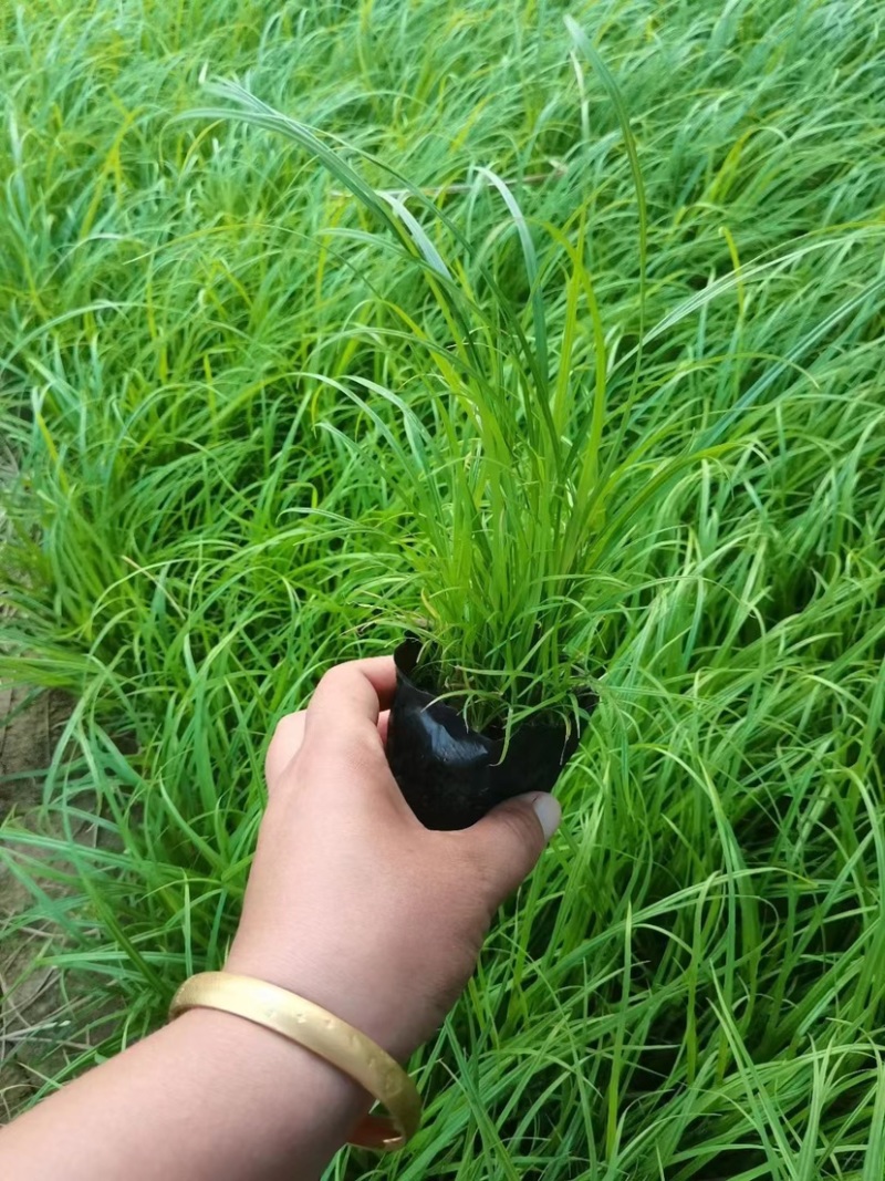 青绿苔草基地直发一手货源货源充足品质保证诚信经营
