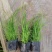 青绿苔草基地直发一手货源货源充足品质保证诚信经营