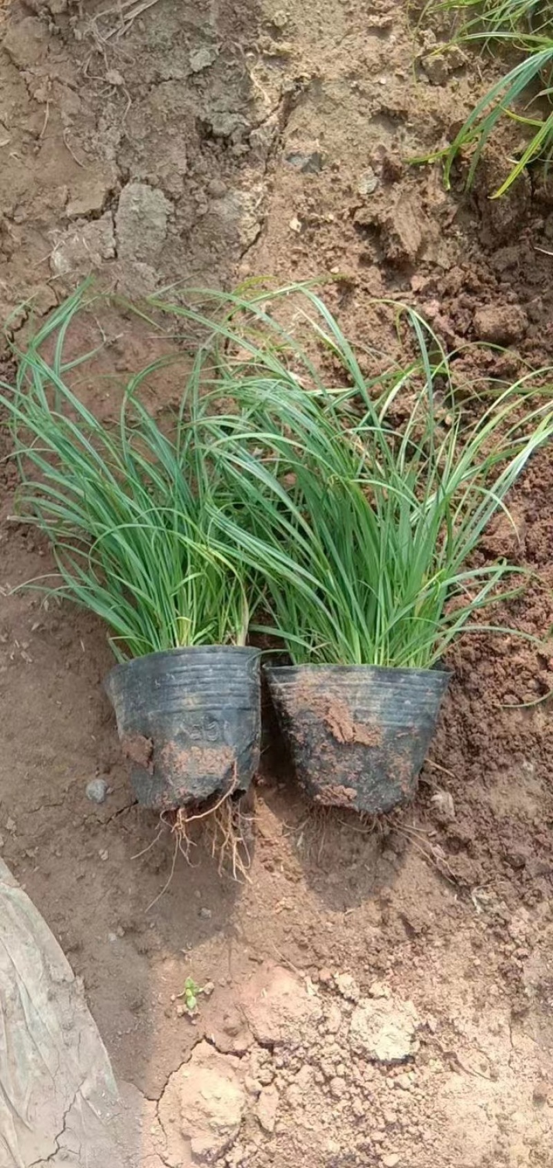 青绿苔草基地直发一手货源货源充足品质保证诚信经营