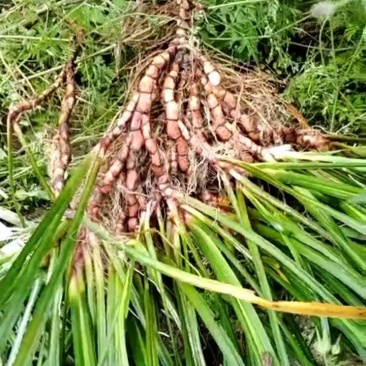 江西石菖蒲苗