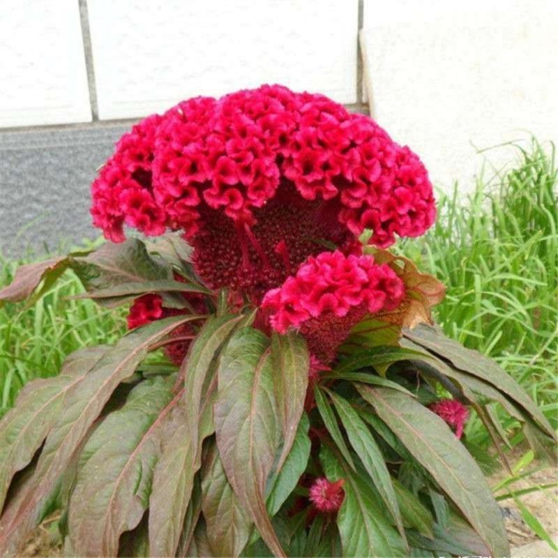 鸡冠花种子。四季种易活羽状鸡冠花绿化景观工程花卉种子批发