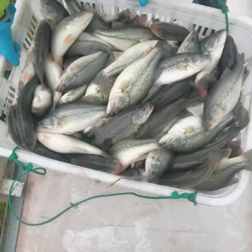 【优鲈1号】鲈鱼大量出售中，可供钓场，欢迎咨询