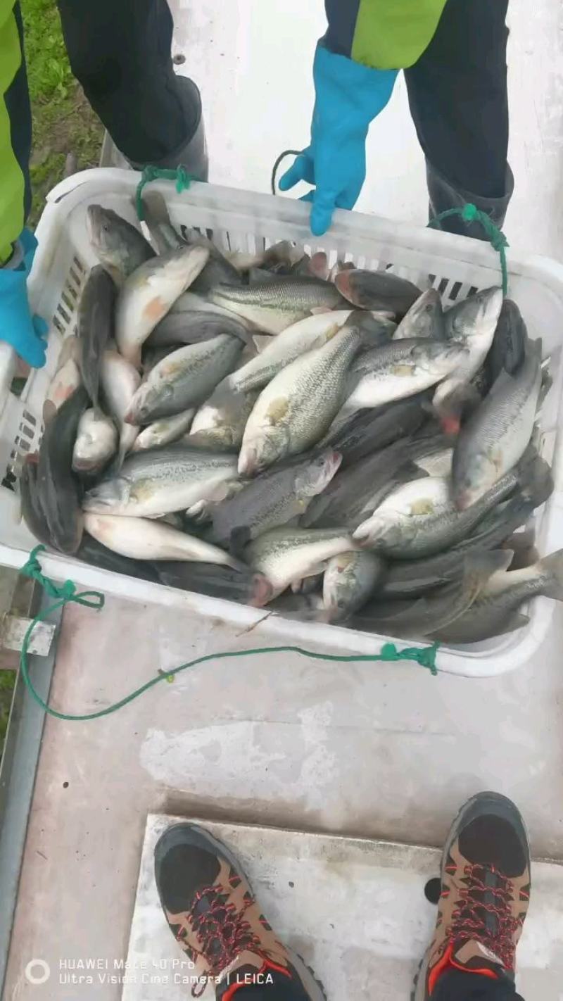 【优鲈1号】鲈鱼大量出售中，可供钓场，欢迎咨询