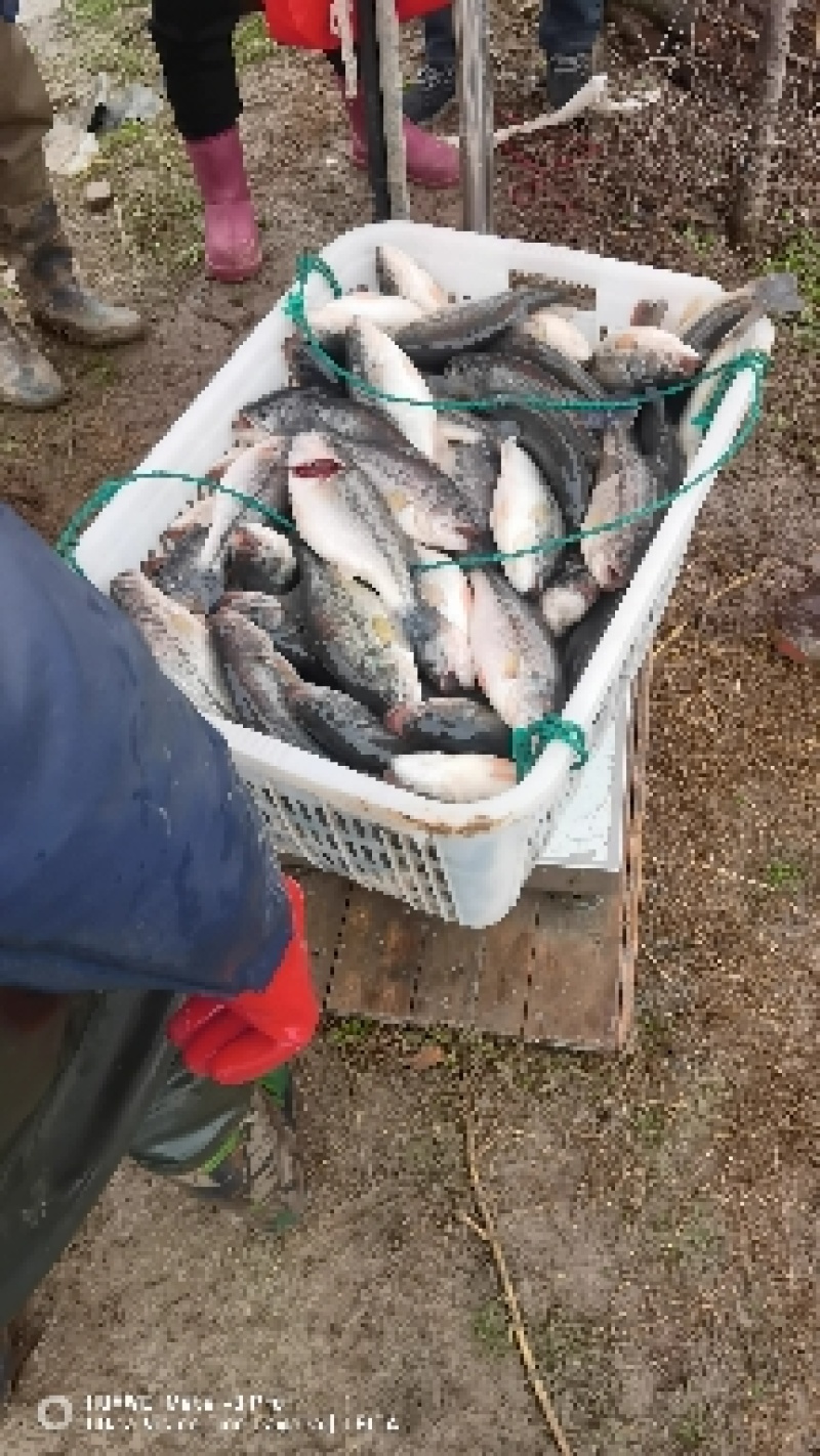 【优鲈1号】鲈鱼大量出售中，可供钓场，欢迎咨询