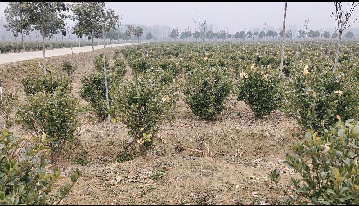 红叶石楠小苗形态示意图