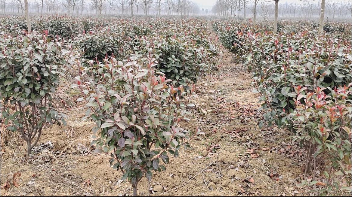 红叶石楠球种植在公园步道两侧,形成整齐美观的绿化带,提升整体景观效果 红叶石楠球在园林景观中的应用