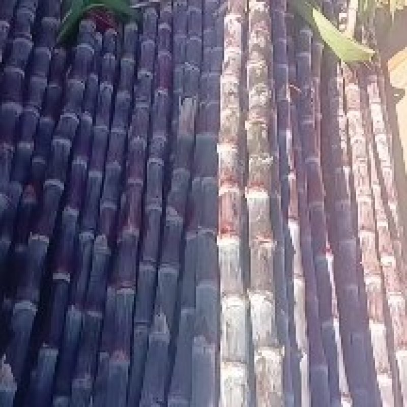攀枝花米易黑皮甘蔗