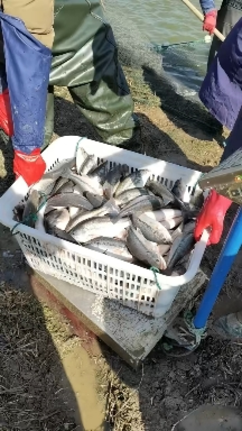 【优鲈1号】鲈鱼大量出售中，可供钓场，欢迎咨询
