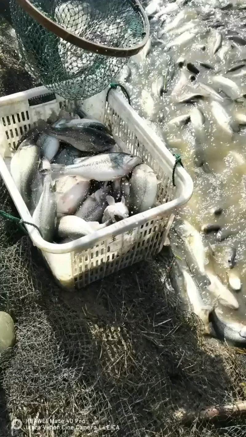 【优鲈1号】鲈鱼大量出售中，可供钓场，欢迎咨询