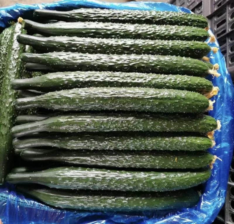 【在售】夏邑密刺黄瓜大量上市，质量好价格低，对接全国客商