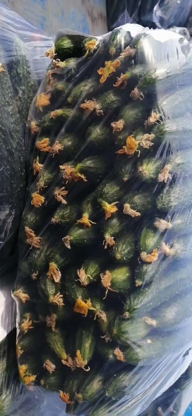 【在售】夏邑密刺黄瓜大量上市，质量好价格低，对接全国客商