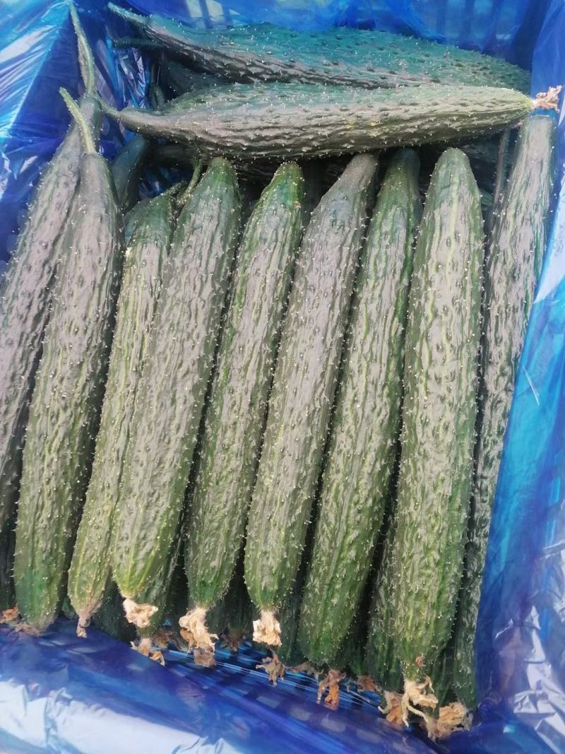 【在售】夏邑密刺黄瓜大量上市，质量好价格低，对接全国客商