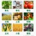 矮壮素50%矮壮素蔬菜果树小麦控旺抗倒伏促进分蘖生长调