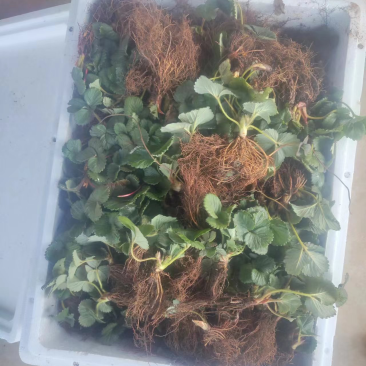 蒙特瑞草莓苗
