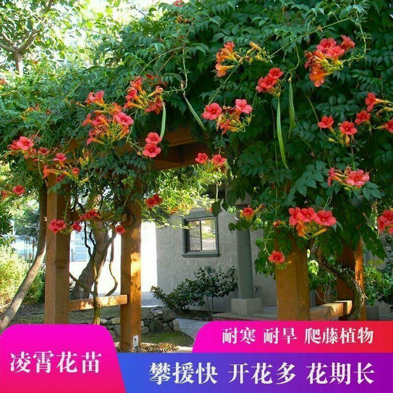 凌霄花苗爬藤植物老桩花卉盆栽中华美国凌霄庭院阳台绿化四季