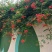 凌霄花苗爬藤植物老桩花卉盆栽中华美国凌霄庭院阳台绿化四季