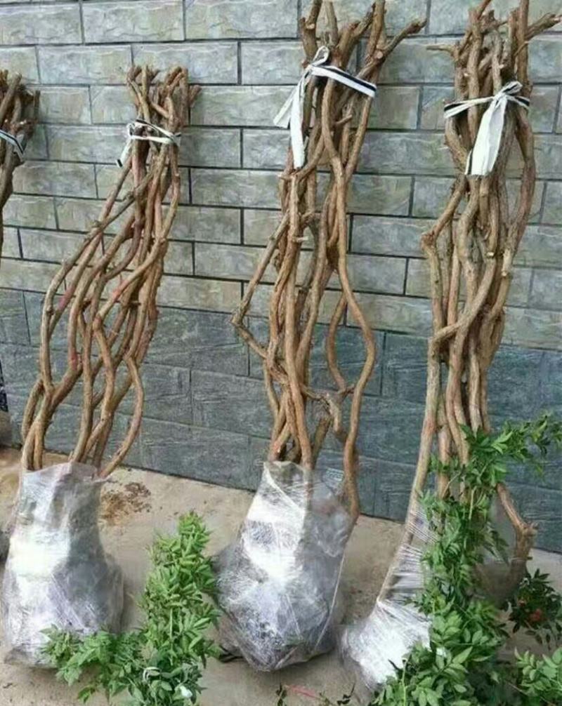 凌霄花苗爬藤植物老桩花卉盆栽中华美国凌霄庭院阳台绿化四季