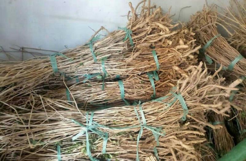 凌霄花苗爬藤植物老桩花卉盆栽中华美国凌霄庭院阳台绿化四季