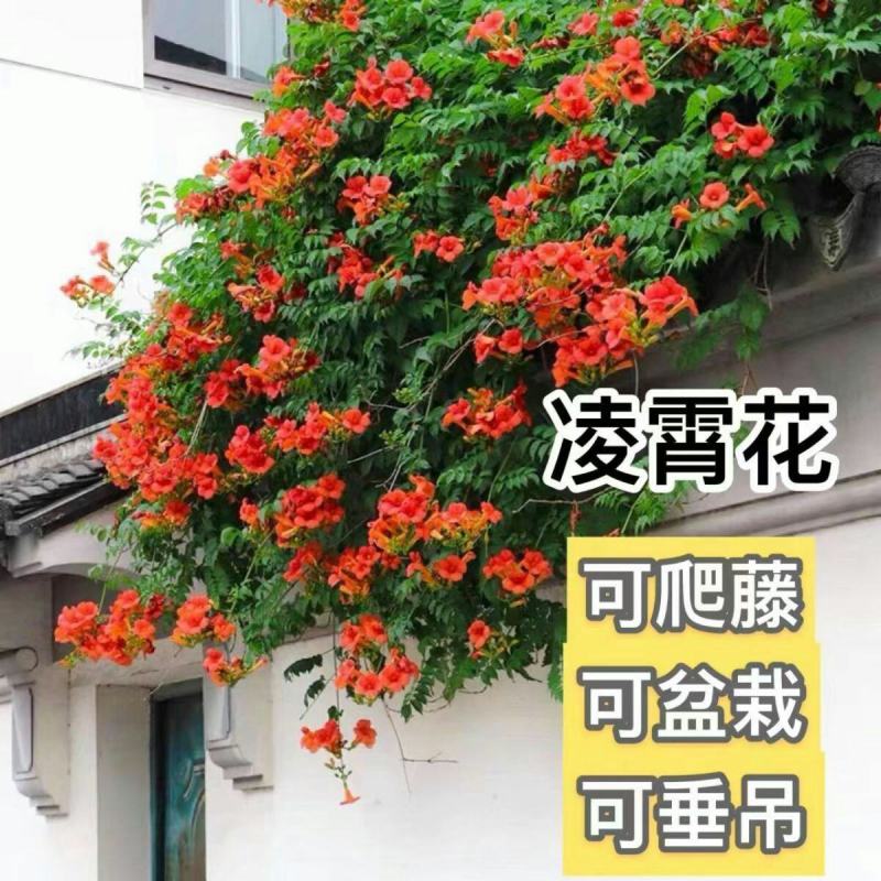 凌霄花苗爬藤植物老桩花卉盆栽中华美国凌霄庭院阳台绿化四季
