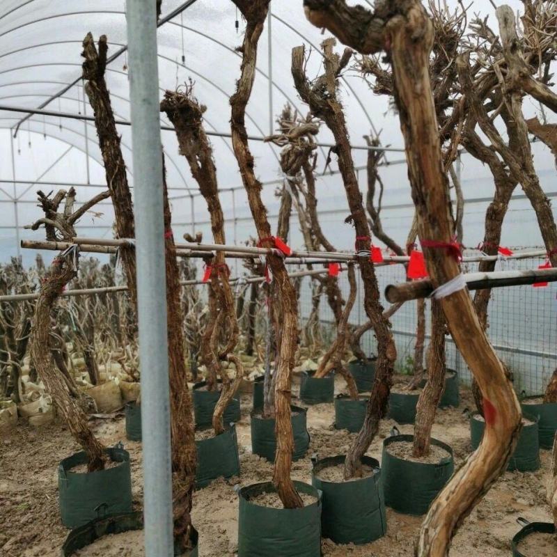 凌霄花苗爬藤植物老桩花卉盆栽中华美国凌霄庭院阳台绿化四季