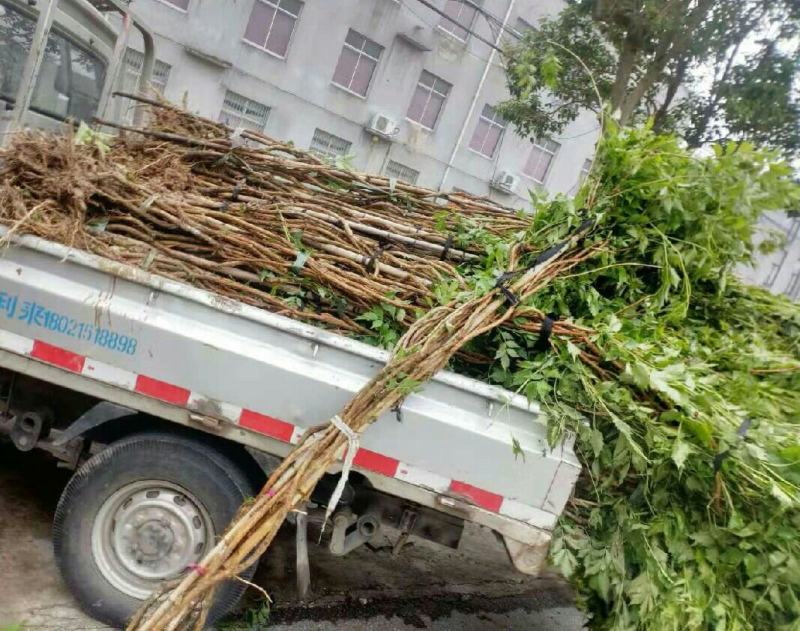 凌霄花苗爬藤植物老桩花卉盆栽中华美国凌霄庭院阳台绿化四季