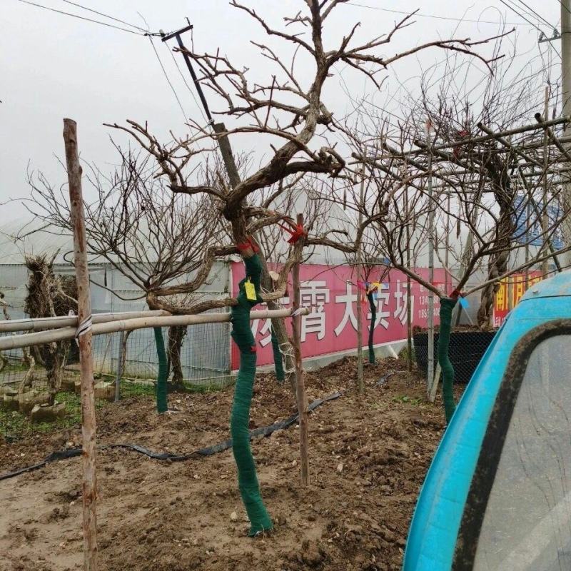 凌霄花苗爬藤植物老桩花卉盆栽中华美国凌霄庭院阳台绿化四季
