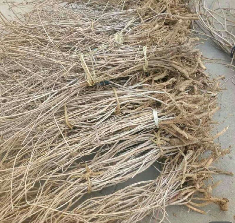 凌霄花苗爬藤植物老桩花卉盆栽中华美国凌霄庭院阳台绿化四季