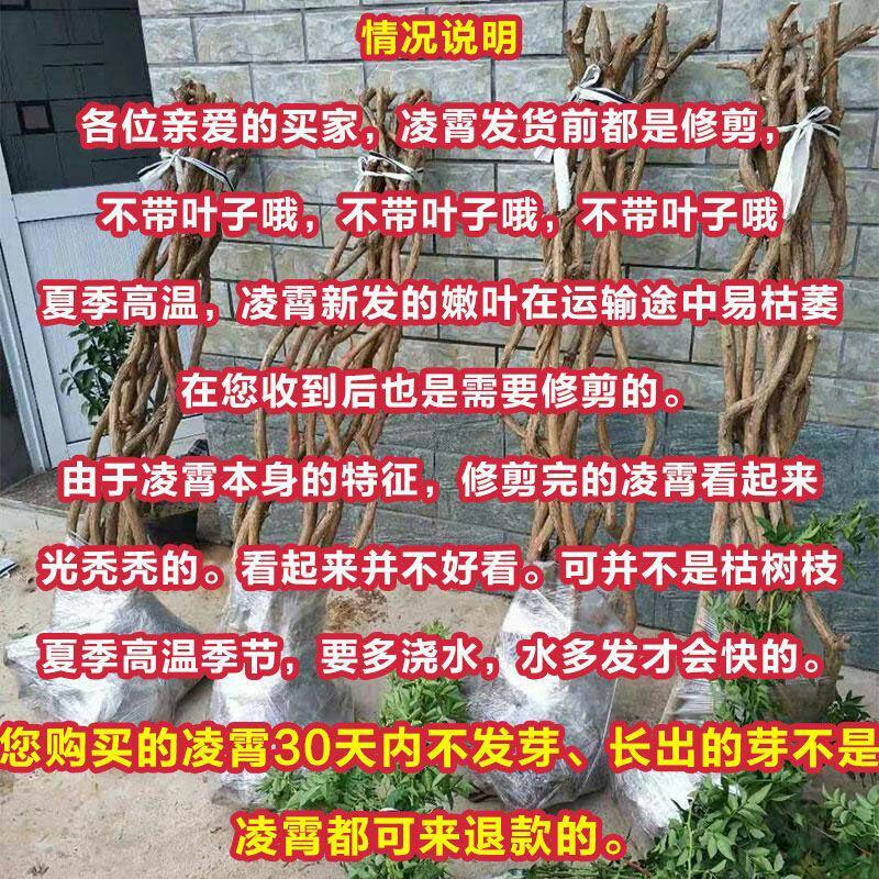 凌霄花苗爬藤植物老桩花卉盆栽中华美国凌霄庭院阳台绿化四季