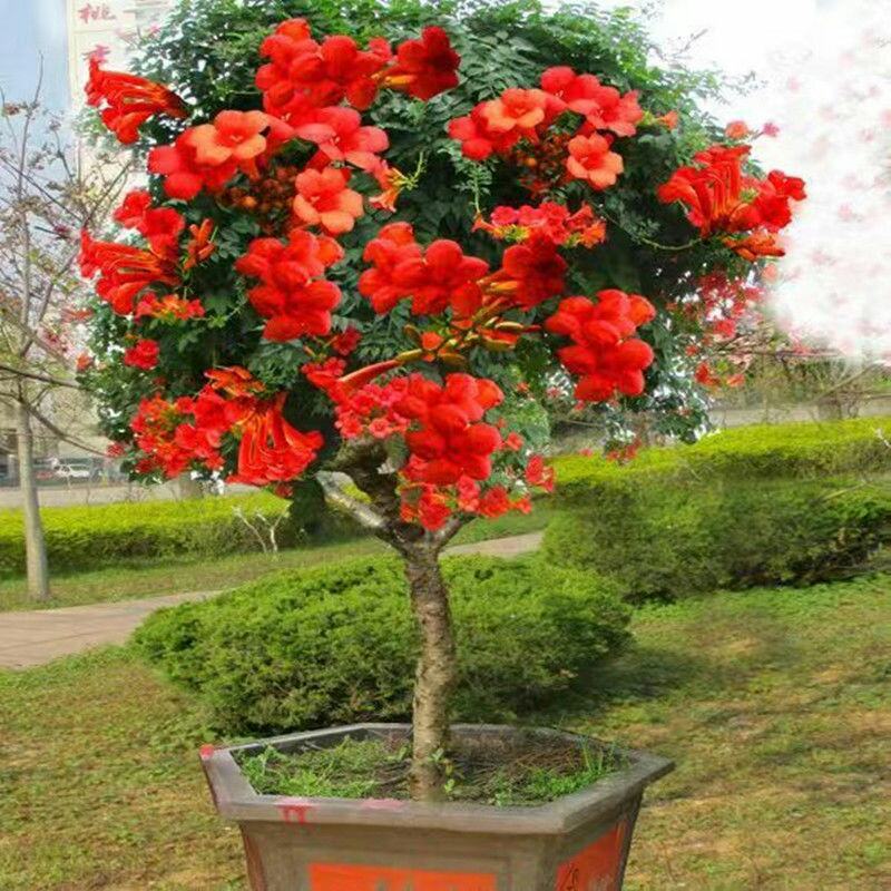 凌霄花苗爬藤植物老桩花卉盆栽中华美国凌霄庭院阳台绿化四季