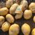 黄金薯，希森，延薯13系列通货3两以上大量上市